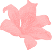 Pink flower